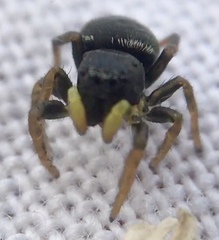 Heliophanus flavipes