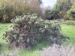 Eriogonum arborescens