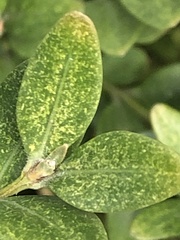 Eurytetranychus buxi