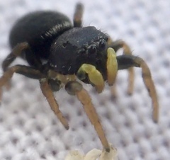 Heliophanus flavipes
