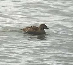 Somateria spectabilis