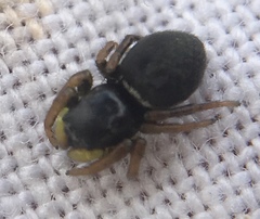 Heliophanus flavipes