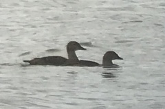 Somateria spectabilis