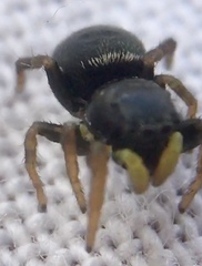 Heliophanus flavipes