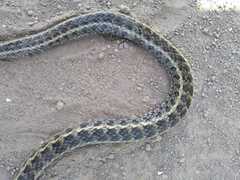 Erythrolamprus almadensis