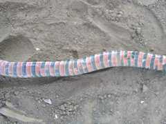 Erythrolamprus almadensis