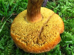 Xerocomus spadiceus