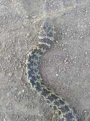 Erythrolamprus almadensis