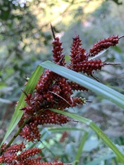 Carex baccans