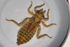 Stenogomphurus rogersi