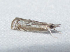 Microcrambus discludellus
