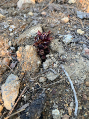 Kopsiopsis strobilacea