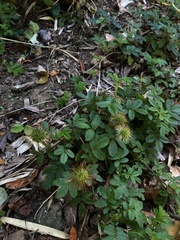 Acaena ovalifolia