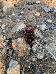 Kopsiopsis strobilacea