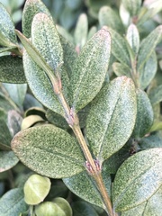 Eurytetranychus buxi