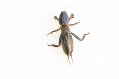 Gryllotalpa australis