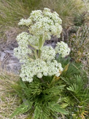 Aciphylla glacialis