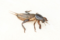 Gryllotalpa australis