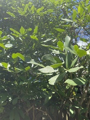 Pseudopanax lessonii