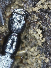 Homaeotarsus