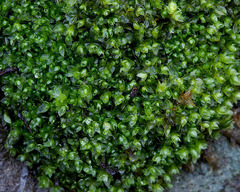 Tetraphis pellucida
