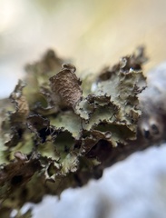 Tuckermanopsis orbata