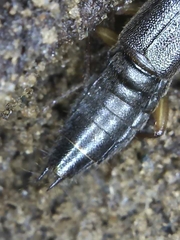 Homaeotarsus