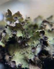 Tuckermanopsis orbata