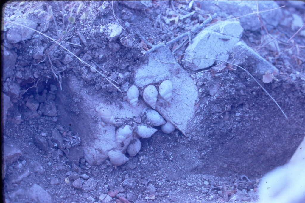 Naesiotus harribaueri