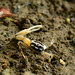 Perplexing Fiddler Crab - Photo (c) 陳柏璋, some rights reserved (CC BY-NC)