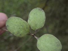 Coprosma areolata