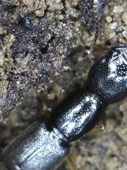 Homaeotarsus