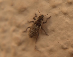Microlarinus lareynii