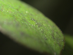 Coprosma areolata
