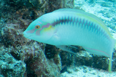 Halichoeres scapularis