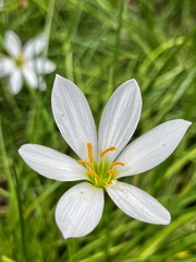 Zephyranthes candida