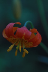 Lilium pardalinum shastense