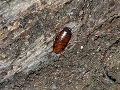 Parcoblatta pennsylvanica