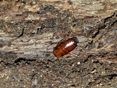 Parcoblatta pennsylvanica