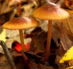 Mycena atkinsoniana
