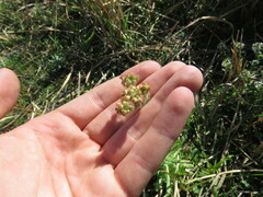 Pseudognaphalium sandwicensium