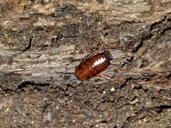 Parcoblatta pennsylvanica