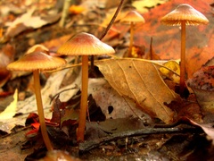 Mycena atkinsoniana