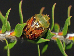 Paropsisterna obliterata