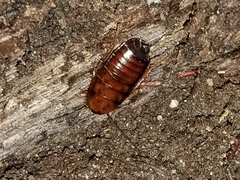 Parcoblatta pennsylvanica