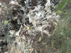 Pseudocyphellaria chloroleuca