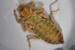 Stenogomphurus rogersi