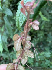 Tetrastigma obtectum