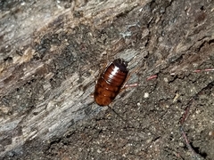 Parcoblatta pennsylvanica