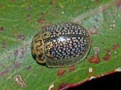 Paropsisterna decolorata